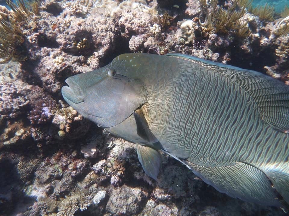 Humphead Maori Wrasse