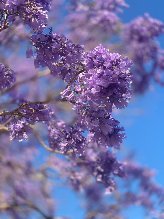Jacaranda flower
